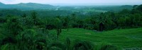 Masyarakat Pegiat Energi Biomassa Hutan Indonesia (MAPEBHI)